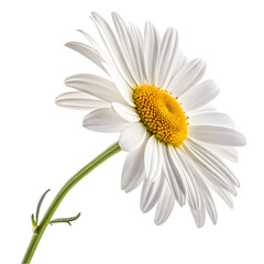 Naklejka premium daisy isolated on white background