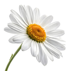 Naklejka premium daisy isolated on white background