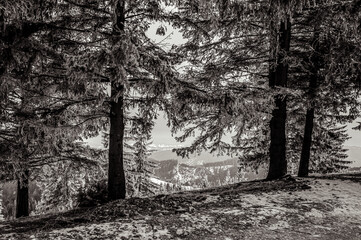 Landscapes - Forest - Europe, Romania, Suceava region   