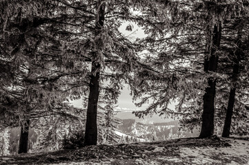Landscapes - Forest - Europe, Romania, Suceava region   