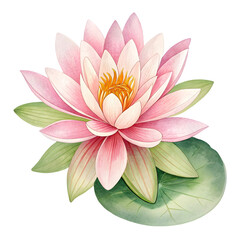 pink water lily  isolated on transparent background 