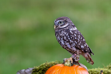 Little Night Owl (Athene noctua) - Found in Europe, Asia, and North Africa's open countryside