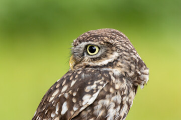 Little Night Owl (Athene noctua) - Found in Europe, Asia, and North Africa's open countryside