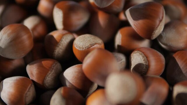 Hazelnuts close-up. Nuts in the shell fall and roll. Product for sweet desserts.