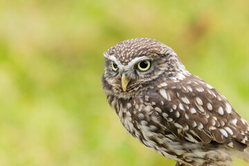 Little Night Owl (Athene noctua) - Found in Europe, Asia, and North Africa's open countryside