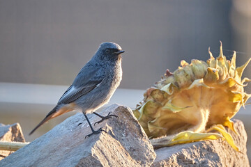Hausrotschwanz ( Phoenicurus ochruros ).