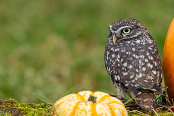 Little Night Owl (Athene noctua) - Found in Europe, Asia, and North Africa's open countryside