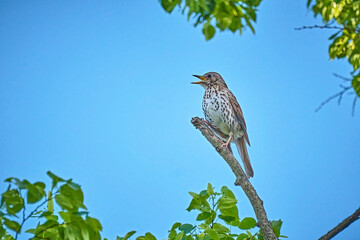 Singdrossel ( Turdus philomelos ).