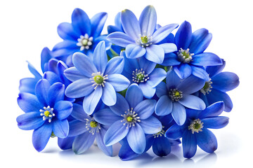 forget me not flowers with white background