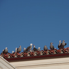 Flock of young seagulls on the edge of a roof