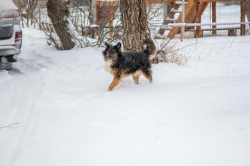Dog posing outdoors running fast on a snow in winter. Winter concept. High quality photo.