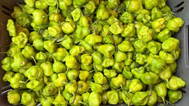 Cambuci pepper is a Brazilian vegetable originating from the Southeast region