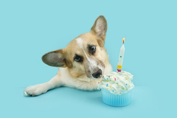 Portrait corgi dog celebrating birthday with a cupcake. Isolated on blue pastel background