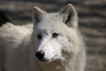 Obraz premium artic wolf in the woods