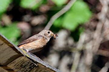Gartenrotschwanz ( Phoenicurus phoenicurus ).