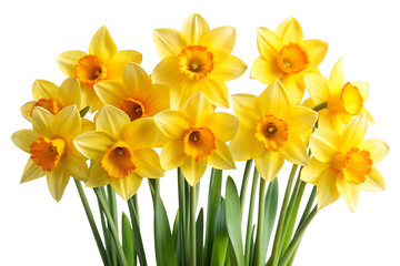 daffodils isolated on white background