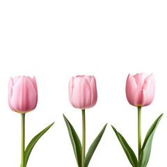 Three pink tulips with green stems  
