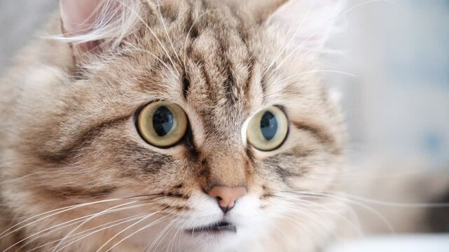 A wary cat carefully watches something mysterious, staring with intense. Close up. the cat's pupils dilated. Animal behavior