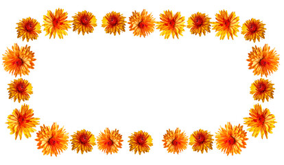 many small yellow and red chrysanthemums in a semicircle shape