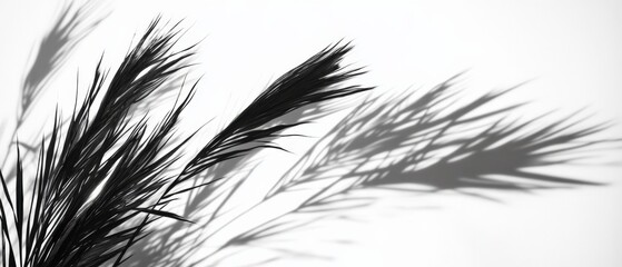 Obraz premium black and white plant shadow on white background