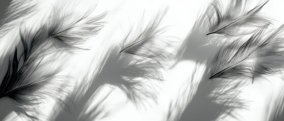 Obraz premium black and white feathers casting shadows on a white surface