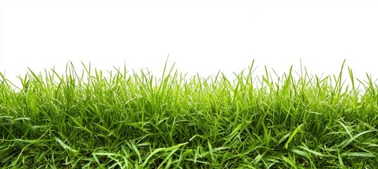 Green grass texture background isolated on white, top view. Lush, verdant field. Seamless pattern for design, banner, website element, or wallpaper. Top-down view of green lawn, no people. Stock photo