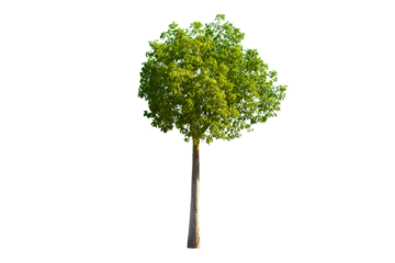 Green tree isolated on transparent white background