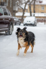 Dog posing outdoors running fast on a snow in winter. Winter concept. High quality photo.