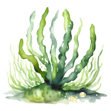 Wodorosty algi ilustracja