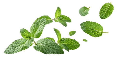 Fresh mint leaves isolated on white background, isolated on transparent background.PNG