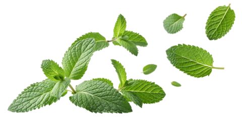 Fresh mint leaves isolated on white background, isolated on transparent background.PNG
