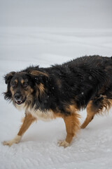 Dog posing outdoors running fast on a snow in winter. Winter concept. High quality photo.