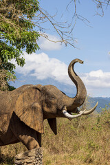 Obraz premium Big African elephant sculpture in front of blue sky at the entrance of Arusha National Park in Tanzania East Africa