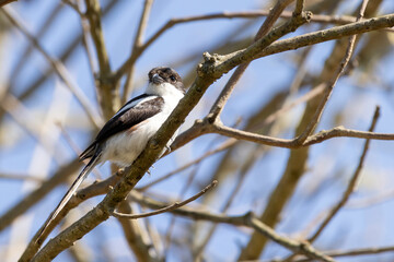 Closeup of black and white Taita Fiscal oir Teita Fiscal (Lanius dorsalis) bird during Safari in Arusha National Park in Tanzania East Africa