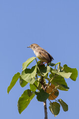 Little brown songbird Rattling Cisticola (Cisticola chiniana) perched on treetop during safari in Arusha National Park in Tanzania East Africa