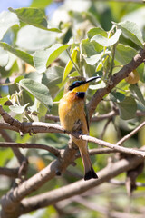 Colroful Little bee-eater (Merops pusillus) perched in tree during safari in Arusha National Park in Tanzania East Africa