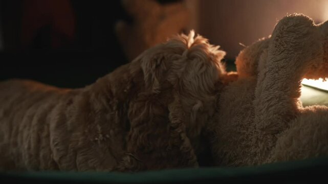 A brown spaniel chews a toy.
Curly-haired American Cocker Spaniel plays with a toy.
The dog licks a soft toy.