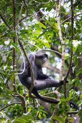 Manyara or blue monkey in tree during Safari in Arusha National Park in Tanzania East Africa