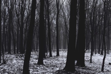 Dark creepy woodland, horror winter forest, fantastic nature
