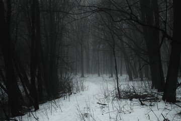 Snow covered road in the woods, winter atmospheric black metal forest, dark horror atmosphere,...