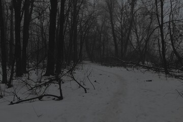 Snow covered road in the woods, winter atmospheric black metal forest, dark horror atmosphere,...