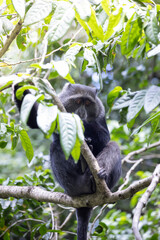 Manyara or blue monkey in tree during Safari in Arusha National Park in Tanzania East Africa