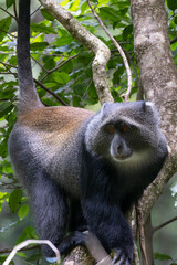 Manyara or blue monkey in tree during Safari in Arusha National Park in Tanzania East Africa