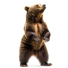 Obraz premium a brown bear standing on its hind legs