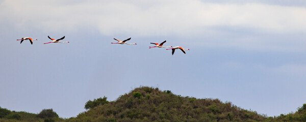 Group of Lesser Flamingo birds (Phoeniconaias minor) flying in front of cloudy sky during rainy season in Arusha National Park in Tanzania East Africa