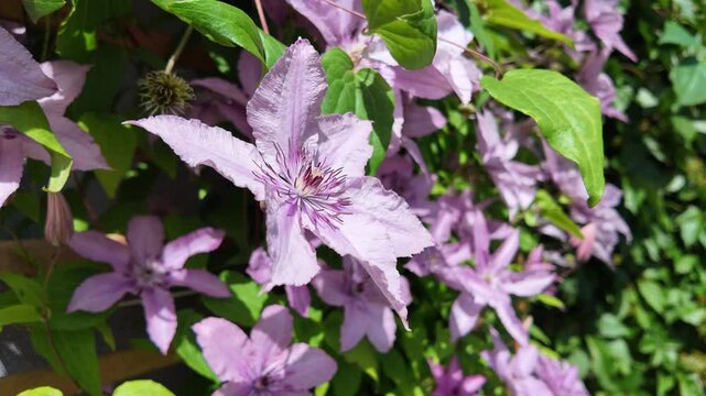 Pink clematis flowers bloomed in the garden