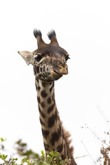High key and closeup of Masai Giraffe during Safari in Arusha National Park in Tanzania East Africa
