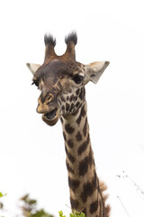 High key and closeup of Masai Giraffe during Safari in Arusha National Park in Tanzania East Africa