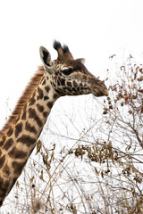 High key and closeup of Masai Giraffe during Safari in Arusha National Park in Tanzania East Africa