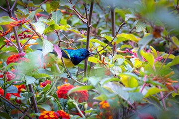 Closeup of a male Orange-breasted Sunbird (Anthobaphes violacea) in Ecopark Arusha National Park in Tanzania East Africa